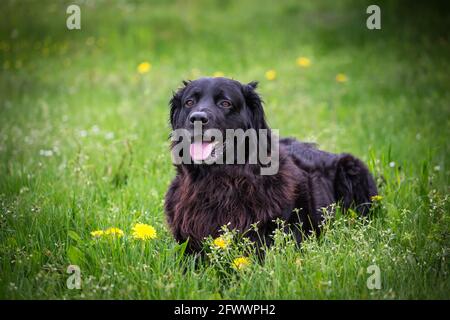 Schwarzer Hovawart Hund Stockfoto