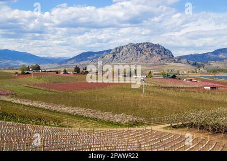 Blick auf die landwirtschaftliche Landschaft und Weinberge während der Frühjahrssaison in Osoyoos im Okanagan Valley, British Columbia, Kanada. Stockfoto