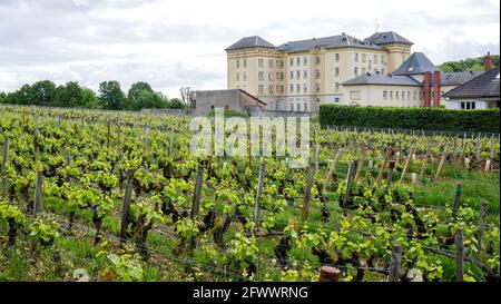 Altersheim im Weinberg, Santenay, Burgund, Region Bourgogne-Franche-Comté, Frankreich Stockfoto