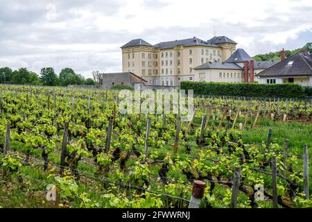 Altersheim im Weinberg, Santenay, Burgund, Region Bourgogne-Franche-Comté, Frankreich Stockfoto