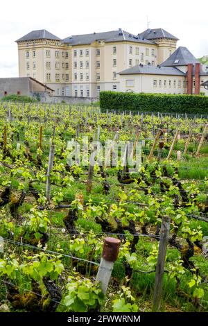 Altersheim im Weinberg, Santenay, Burgund, Region Bourgogne-Franche-Comté, Frankreich Stockfoto