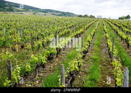 Vineyards, Santenay, Burgund, Region Bourgogne-Franche-Comté, Frankreich Stockfoto