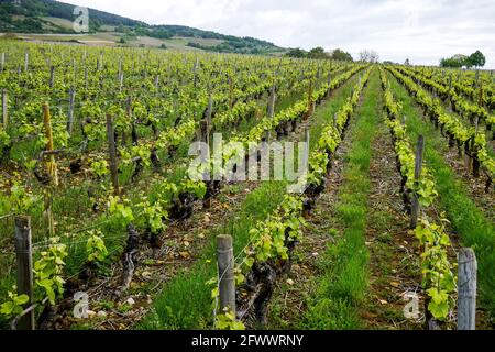 Vineyards, Santenay, Burgund, Region Bourgogne-Franche-Comté, Frankreich Stockfoto