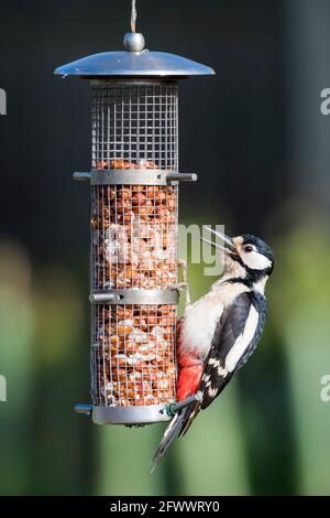 Buntspecht, Dendrocopos major, mit offenem Schnabel auf einem Erdnussfutter im Garten. Stockfoto