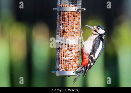 Buntspecht, Dendrocopos major, auf einem Erdnussfutter im Garten. Stockfoto