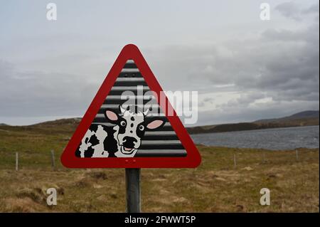 Lustiges Straßenverkehrsschild, das handbemalt wurde, um eine aufgeschreckte Kuh im normalen roten Warndreieck zu zeigen. Isle of Lewis. Stockfoto