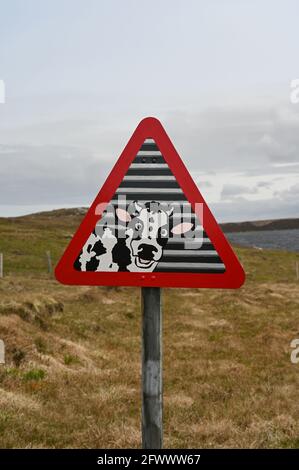 Lustiges Straßenverkehrsschild, das handbemalt wurde, um eine aufgeschreckte Kuh im normalen roten Warndreieck zu zeigen. Isle of Lewis. Stockfoto