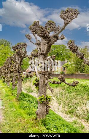 Reihe von abgeschnittenen niederländischen Linden, Tilia × europaea, mit aufkeimenden jungen Grün im Frühjahr auf den alten knarrigen Stämmen Stockfoto