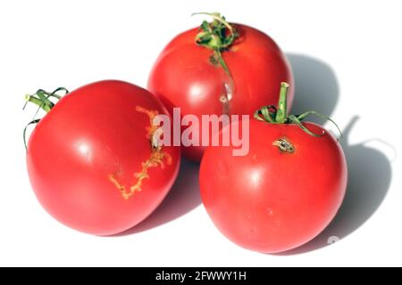 Tomaten beschädigt durch Raupen von Tomatenblättern auch Tomatenpinwurm oder südamerikanischen Tomatenmotte genannt - Tuta absoluta (lateinische Bezeichnung). Stockfoto