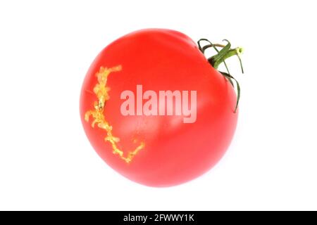 Tomaten beschädigt durch Raupen von Tomatenblättern auch Tomatenpinwurm oder südamerikanischen Tomatenmotte genannt - Tuta absoluta (lateinische Bezeichnung). Stockfoto