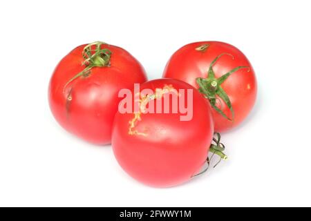 Tomaten beschädigt durch Raupen von Tomatenblättern auch Tomatenpinwurm oder südamerikanischen Tomatenmotte genannt - Tuta absoluta (lateinische Bezeichnung). Stockfoto