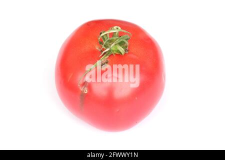 Tomaten beschädigt durch Raupen von Tomatenblättern auch Tomatenpinwurm oder südamerikanischen Tomatenmotte genannt - Tuta absoluta (lateinische Bezeichnung). Stockfoto