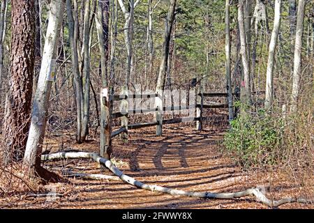 Der Batona Trail schlängelt sich durch die New Jersey Pine Barrens, einschließlich dieses Abschnitts direkt neben Pakim Pond, im Brendon Byrne State Forrest. Stockfoto