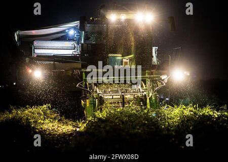 Tomatenernter arbeitet nachts. Vegas Bajas del Guadiana, Spanien Stockfoto