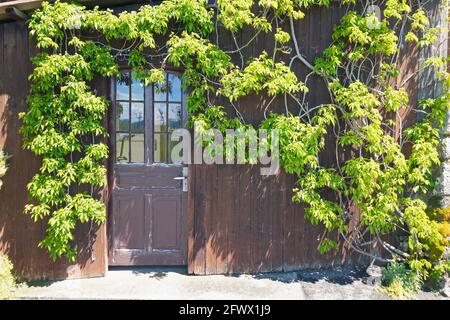 Schöne hölzerne ländliche Haus Eingangsfassade von einem grünen überwuchert Kletterpflanze Stockfoto
