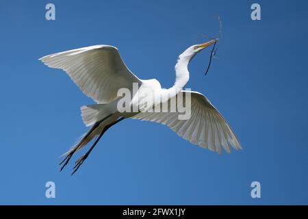 Großer Weißer Reiher (Ardea alba) fliegt, während er einen Stock für sein Nest carring. Stockfoto