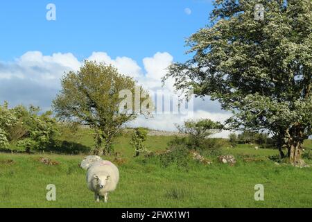 Cheviot züchten Schafe auf grünen Feldern von Weiden vor dem Hintergrund von Bäumen Wolken und blauen Himmel mit Mond sichtbar Stockfoto