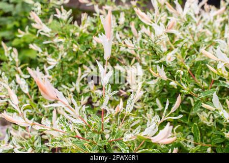 Salix integra ist eine Weidenart, die im Nordosten Chinas, in Japan und Korea beheimatet ist Stockfoto