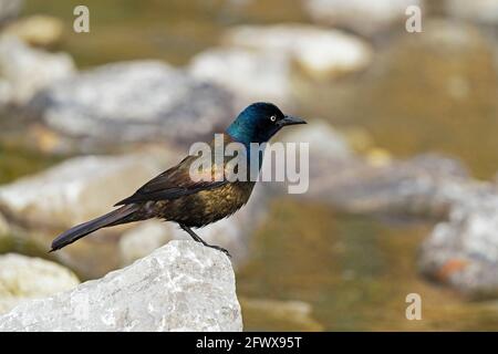 Gewöhnlicher Greifling, (Quiscalus quiscula), Erwachsener Stockfoto