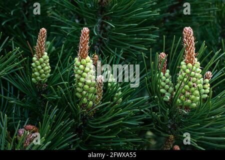 Blüten der Zwergkiefer - Pinus-Mango-Blütenstand aus der Nähe Stockfoto