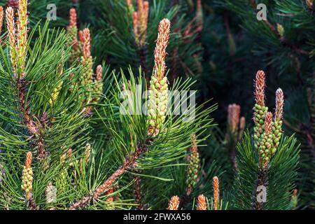 Strauch Bergkiefer blüht im Frühling Stockfoto
