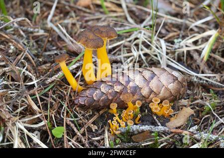 Yellowfoot, Cantharellus tubaeformis wächst neben Tannenzapfe Stockfoto