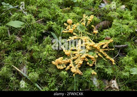 Schleimschimmel, Fuligo muscorum wächst unter Moos Stockfoto