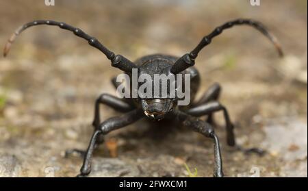 Weberkäfer, Lamia textor, Makrofoto Stockfoto