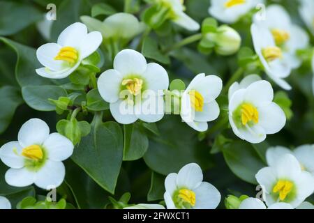 Blühendes persianviolett, Exacum affine Stockfoto