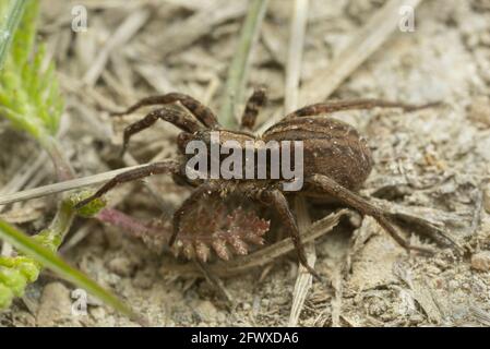 Gewöhnliche Fuchsspinne, Alopecosa pulverulenta auf dem Boden, Makrofoto Stockfoto