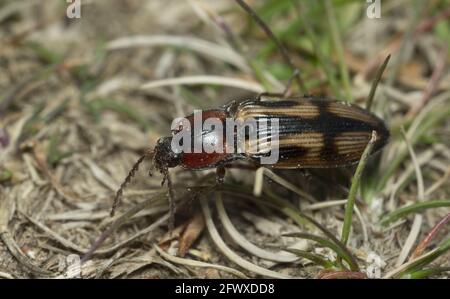 Klicken Sie auf Käfer, Selatosomus cruciatus zwischen Gras, Makrofoto Stockfoto