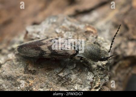 Klicken Sie auf Käfer, Harminius undulatus auf Holz, Makrofoto Stockfoto