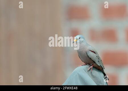 Croaking Ground-Dove (Columbina cruziana), ein schönes Exemplar eines peruanischen Vogels im Erwachsenenalter. Lima - Peru Stockfoto