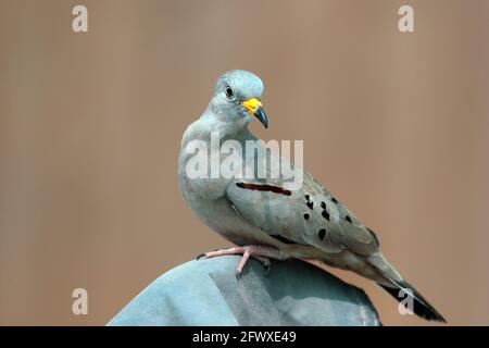 Croaking Ground-Dove (Columbina cruziana), ein schönes Exemplar eines peruanischen Vogels im Erwachsenenalter. Lima - Peru Stockfoto