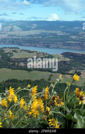 Gelbe Balsamroot-Blüten blühen im Tom McCall Nature Preserve in Oregon entlang der Columbia River Gorge mit Blick auf Mt. Adams in Washington in Stockfoto