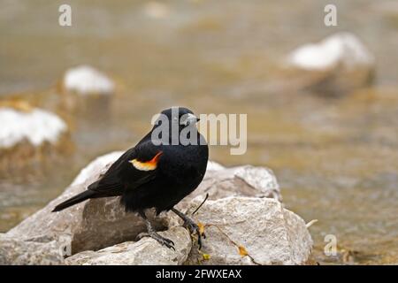 Rotflügeliger Amsel, (Agelaius phoeniceus), männlich Stockfoto