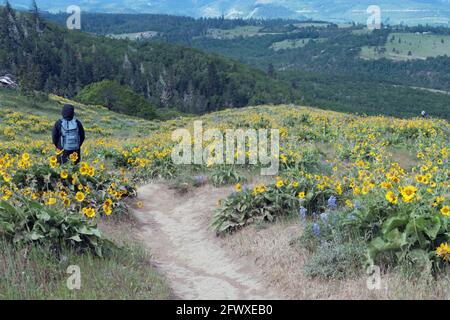 Ein Wanderer geht auf dem Wanderweg im Tom McCall Nature Preserve in Mosier, Oregon. Im Frühling kommen die Menschen, um die Wildblumen, einschließlich der Balsamroot, zu sehen. Stockfoto