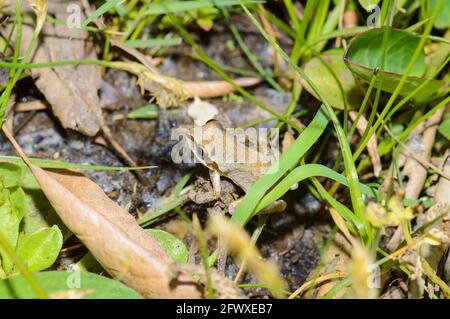 Pazifischer Baumfrosch In Der Oase Baja California Stockfoto