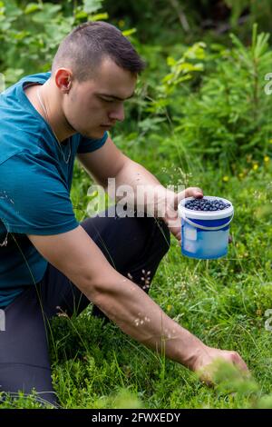 Hübscher junger Mann pflückt im Wald Heidelbeeren. Stockfoto