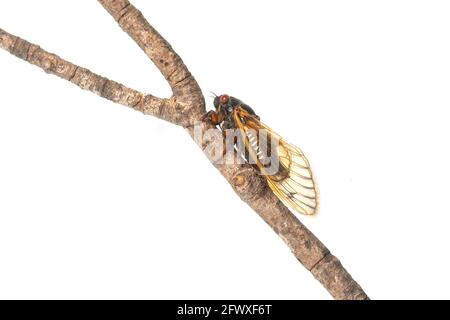 Brut X 17-jährige Periodical cicada auf einem Zweig isoliert Auf weißem Hintergrund Stockfoto