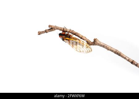Brut X 17-jährige Periodical cicada auf einem Zweig isoliert Auf weißem Hintergrund Stockfoto