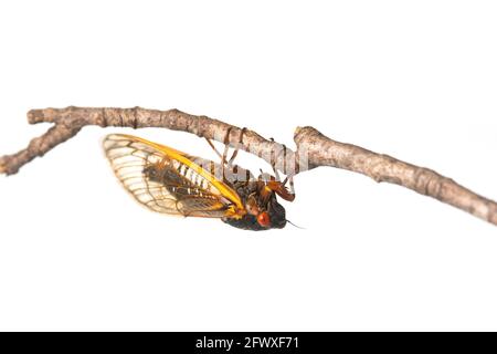 Brut X 17-jährige Periodical cicada auf einem Zweig isoliert Auf weißem Hintergrund Stockfoto