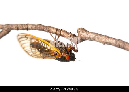 Brut X 17-jährige Periodical cicada auf einem Zweig isoliert Auf weißem Hintergrund Stockfoto