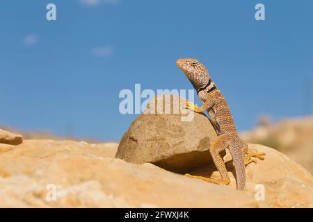 Great Basin Collared Lizard in situ auf Felsen im Grand Canyon in Arizona ... auch bekannt als Desert Collared Lizard Stockfoto