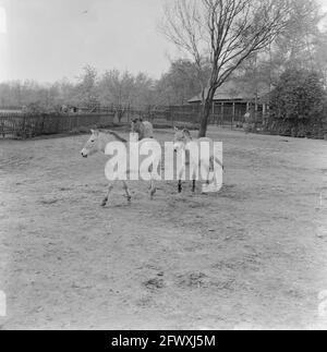 Familie Przewalski draußen auf der Laufweide im Blijdorp Zoo, 14. April 1961, Tierhaine, Niederlande, Foto der Presseagentur des 20. Jahrhunderts, neu Stockfoto