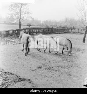 Familie Przewalski draußen auf der Laufweide im Blijdorp Zoo. Links die Stute und rechts die Fohlen Kobenhorn e Taki, 14. April 1961, Zoos, Stockfoto