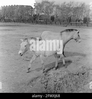 Familie Przewalski draußen auf der Laufwiese im Blijdorp Zoo, 14. April 1961, Tiergärten, Niederlande, Presseagentur des 20. Jahrhunderts, Foto, ne Stockfoto