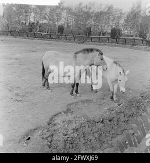 Familie Przewalski draußen auf der Laufweide im Blijdorp Zoo, 14. April 1961, Tiergärten, Niederlande, Presseagentur des 20. Jahrhunderts, Foto, n Stockfoto