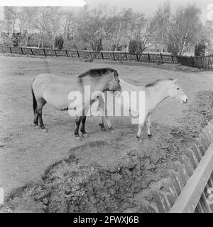 Familie Przewalski draußen auf der Laufweide im Blijdorp Zoo, 14. April 1961, Tiergärten, Niederlande, Presseagentur des 20. Jahrhunderts, Foto, n Stockfoto