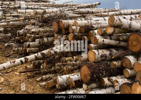 Entwaldung, Waldzerstörung. Holzernte. Haufen, Stapel von vielen gesägten Baumstämmen von Kiefern und Birken. Stockfoto